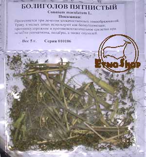 Болиголов пятнистый, омег (Connium maculatum L.)